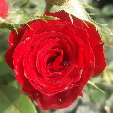 Rosa &#039;Festival®&#039; - Vörös, törpe, mini rózsa