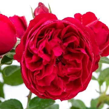 Rosa 'Florentina®' - Vörös rózsa