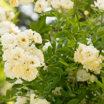 Rosa 'Ida Klemm' - Fehér, rambler, kúszó rózsa