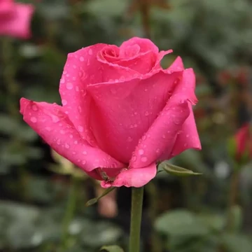 Rosa 'Lancôme' - Rózsaszín, teahibrid rózsa
