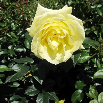 Rosa &#039;Limona ®&#039; - Sárga teahibrid rózsa