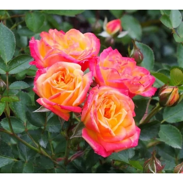 Rosa 'Little Sunset®' - Sárga-piros, törpe - mini rózsa