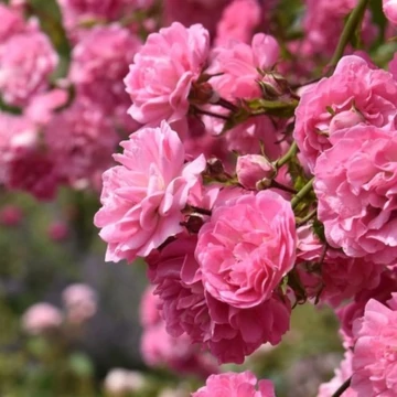 Rosa &#039;Minnehaha&#039; - Rózsaszín, rambler, történelmi kúszó rózsa