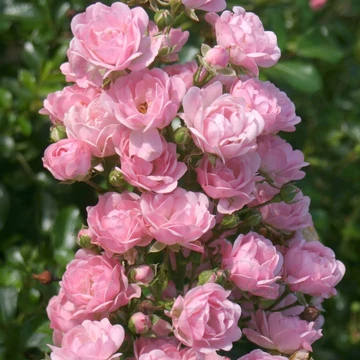 Rosa &#039;The Fairy&#039; - Rózsaszín, talajtakaró rózsa