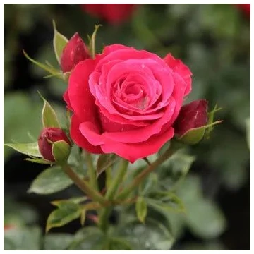 Rosa 'Zebrina™' - Vörös, climber, futó rózsa