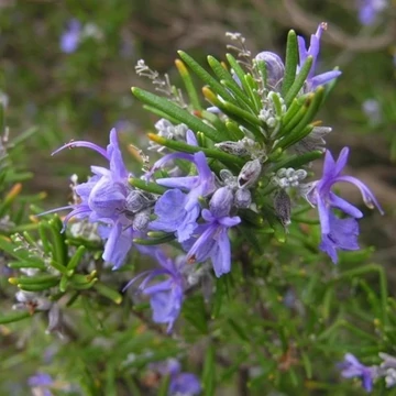 Rosmarinus officinalis 'Capri' – Rozmaring