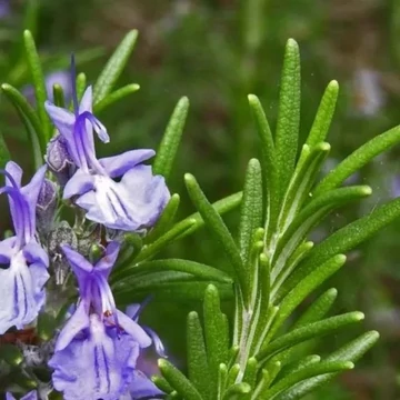 Rosmarinus officinalis 'Harmat' – Rozmaring