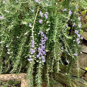 Rosmarinus officinalis 'Prostratus' – Kúszó rozmaring