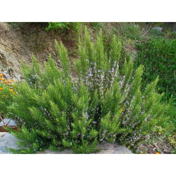 Rosmarinus officinalis - Rozmaring