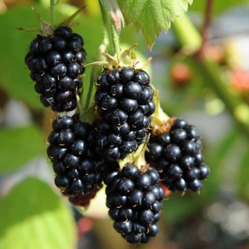 Rubus fruticosus &#039;Black Satin&#039; - Tüskétlen Fekete szeder