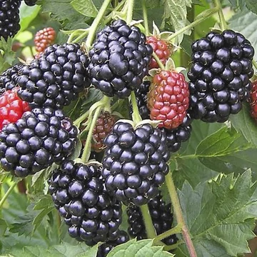 Rubus fruticosus 'Dirksen' - Tüskétlen Fekete szeder