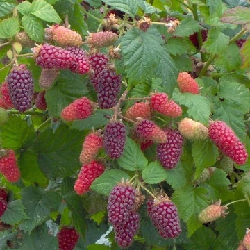 Rubus fruticosus × idaeus 'Tayberry' - Szedermálna