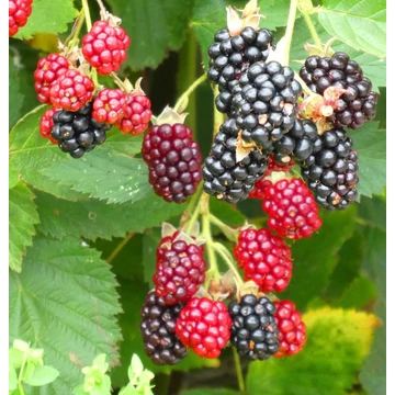 Rubus fruticosus 'Navaho' - Fekete szeder