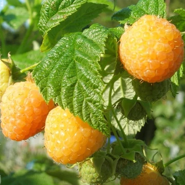 Rubus idaeus 'Alpengold' - Málna, sárga