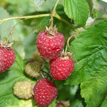 Rubus idaeus 'Meeker' - Málna
