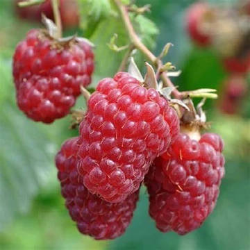 Rubus idaeus 'Polana' - Málna