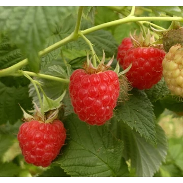 Rubus idaeus 'Willamette' - Málna, rezisztens
