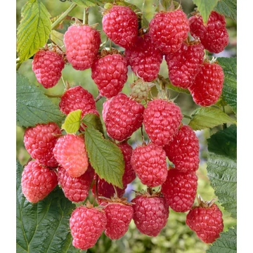 Rubus idaeus &#039;Blissy/Autumn Bliss&#039; - Folytontermő málna, rezisztens