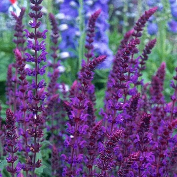 Salvia nemorosa 'Violet Queen' – Ligeti zsálya