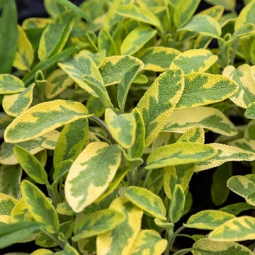 Salvia officinalis 'Aurea' – Orvosi zsálya