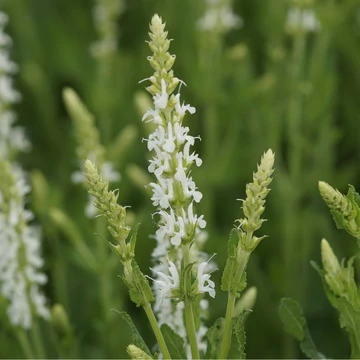 Salvia nemorosa 'Adrian' - Ligeti zsálya