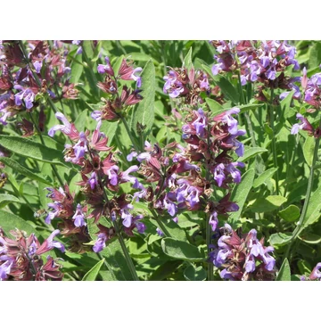 Salvia officinalis - Orvosi zsálya