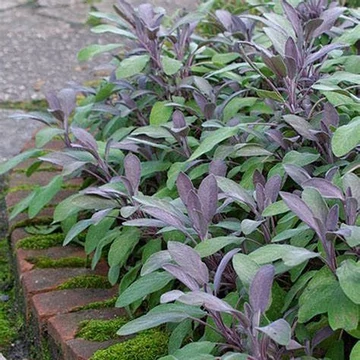 Salvia officinalis 'Purpurascens' - Kerti zsálya