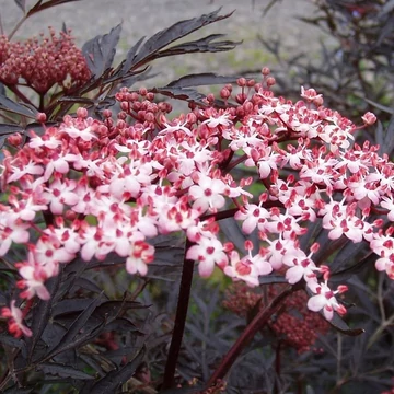 Sambucus nigra &#039;Black Lace&#039; - Bodza