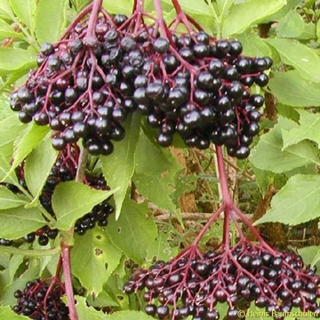 Sambucus nigra 'Haschberg' - Bodza