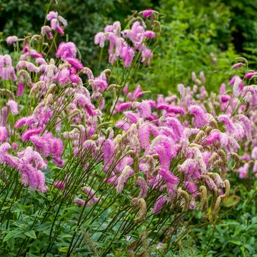 Sanguisorba 'Pink Brushes' – Vérfű