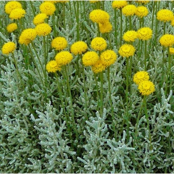 Santolina chamaecyparissus - Hamvas cipruska