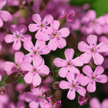 Saponaria ocymoides - Gyepes szappanfű