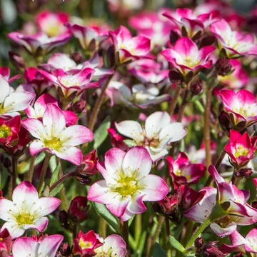 Saxifraga x arendsii 'Marto Picotee Red' – Mohalevelű kőtörőfű