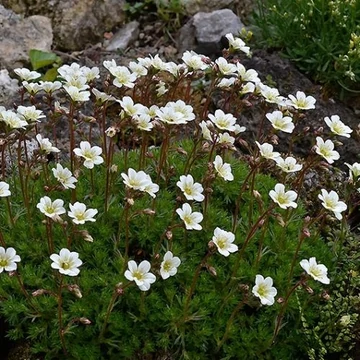 Saxifraga x arendsii 'Pixie White' – Mohalevelű kőtörőfű