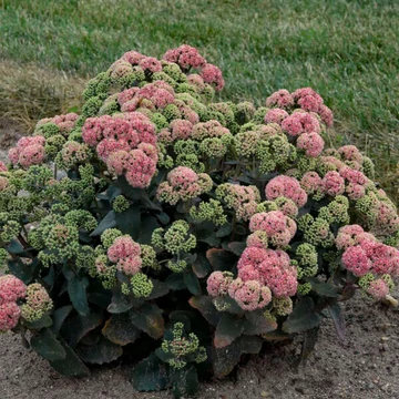 Sedum 'Coraljade' – Varjúháj