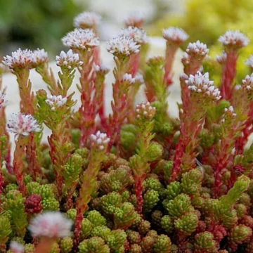 Sedum lydium – Kis-ázsiai varjúháj