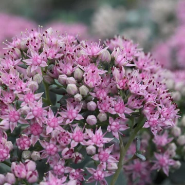 Sedum sieboldii 'Bright Pink' – Októberi varjúháj