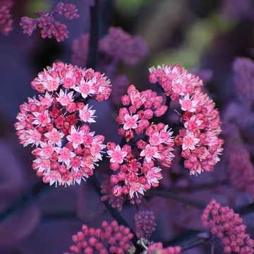 Sedum telephium 'Seduction Rosé Solirée' – Kárpáti (hegyi) varjúháj