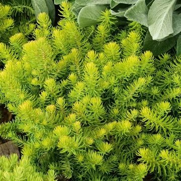 Sedum 'Winter Lemon' – Varjúháj
