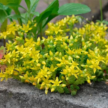 Sedum acre 'Aureum' - Sárga varjúháj