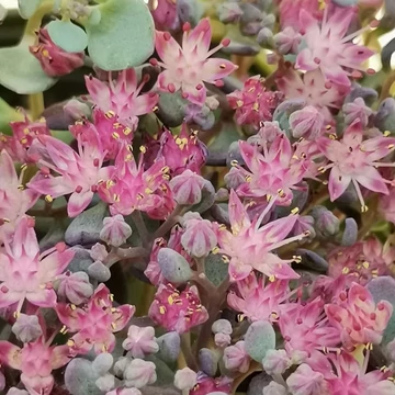 Sedum cauticola - Japán varjúháj