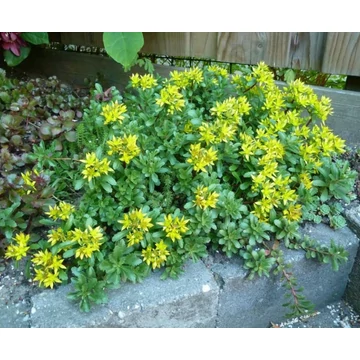Sedum hybridum 'Immergrünchen' - Örökzöld varjúháj