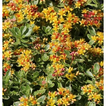 Sedum kamtschaticum 'Variegatum' - Kamtcsatkai varjúháj