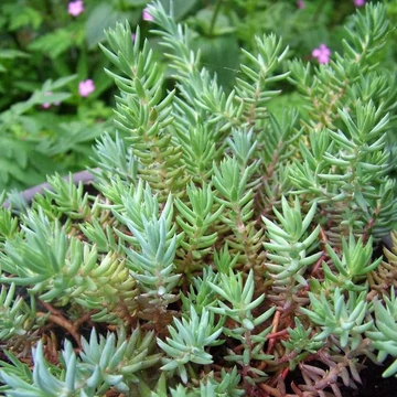 Sedum sediforme &#039;Silver&#039; - Varjúháj