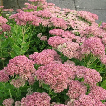 Sedum spectabile (syn.: Sedum telephium) 'Herbstfreude' (syn.: 'Autumn Joy', 'Indian Chief') - Hegyi varjúháj