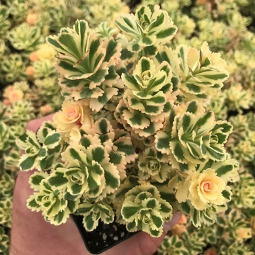 Sedum takesimense 'Atlantis' - Koreai varjúháj