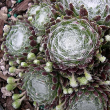 Sempervivum arachnoideum – Pókhálós kövirózsa