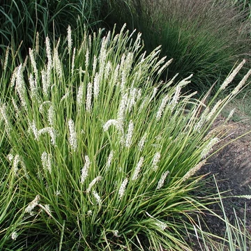 Sesleria autumnalis - Nyúlfarkfű