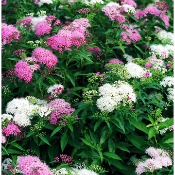 Spiraea japonica 'Genpei' (syn.: 'Shirobana') – Japán gyöngyvessző