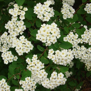 Spiraea vanhouttei - Közönséges gyöngyvessző